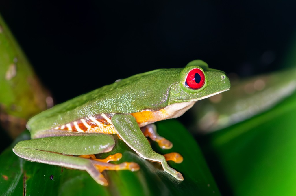 Red-eyed tree frog with orange feet perched on a green leaf at night in a Costa Rican rainforest