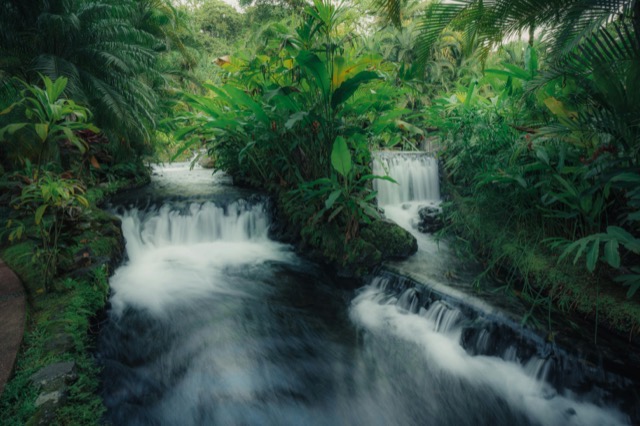 Tropical hot springs surrounded by lush rainforest vegetation